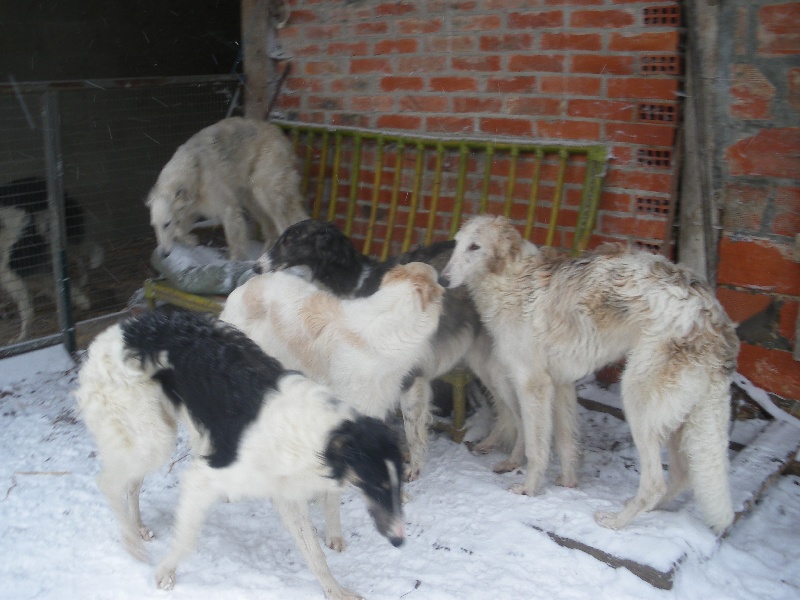 Toutchka Homierovitch boldareffchino