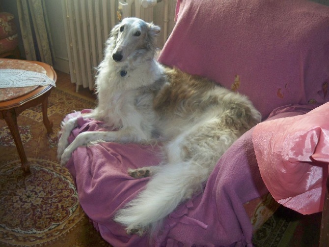 iz Homierovskoï Pekarni - felka et hodessa