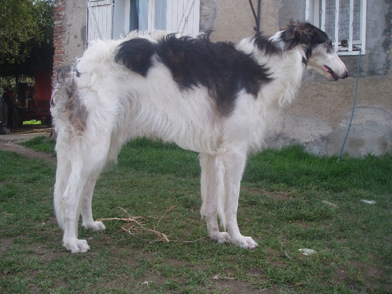 elko