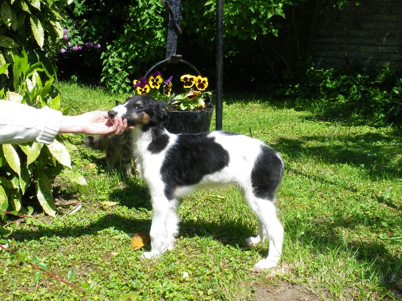 chiots barzoi